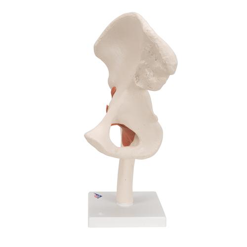 Функциональная модель тазобедренного сустава - 3B Smart Anatomy, 1000161 [A81], Модели суставов, кисти и стопы человека