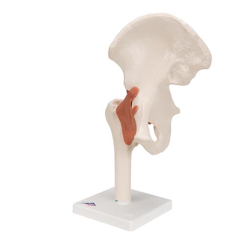 Articulation de la hanche - modèle fonctionnel - 3B Smart Anatomy, 1000161 [A81], Modèles d'articulations