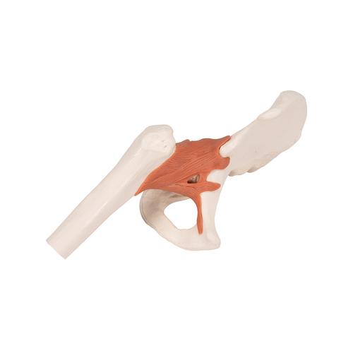 Funktionales H&uuml;ftgelenkmodell, 1000161 [A81], Gelenkmodelle