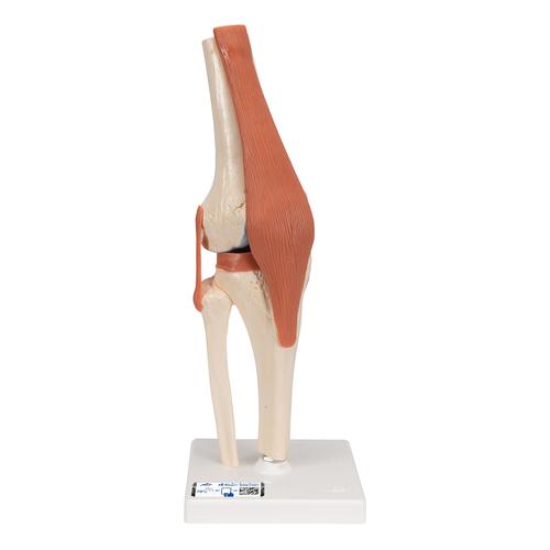 Modèle fonctionnel de luxe de l'articulation du genou - 3B Smart Anatomy, 1000164 [A82/1], Modèles d'articulations