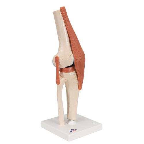 Modelo luxo de articulação do joelho, 1000164 [A82/1], Modelo de articulações