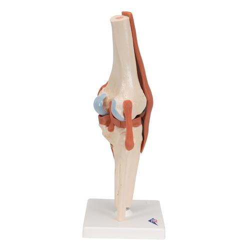 Funktionales Kniegelenkmodell "Luxus" mit Bändern - 3B Smart Anatomy, 1000164 [A82/1], Gelenkmodelle