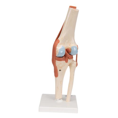 Modelo funcional de la articulación de la rodilla de lujo - 3B Smart Anatomy, 1000164 [A82/1], Modelos de Articulaciones