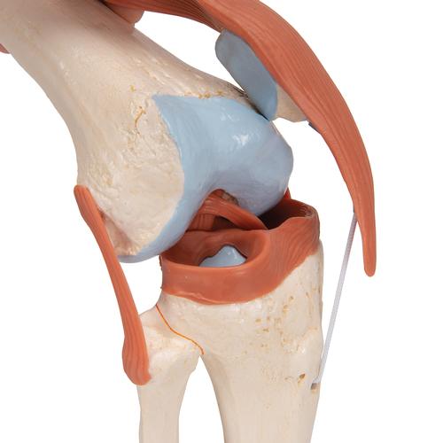 Functional Human Knee Joint Model with Ligaments & Marked Cartilage - 3B Smart Anatomy, 1000164 [A82/1], Joint Models