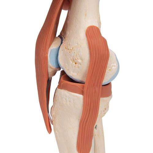 고급형 무릎 관절(슬관절) 모형 Deluxe Functional Knee Joint Model - 3B Smart Anatomy, 1000164 [A82/1], 관절 모형