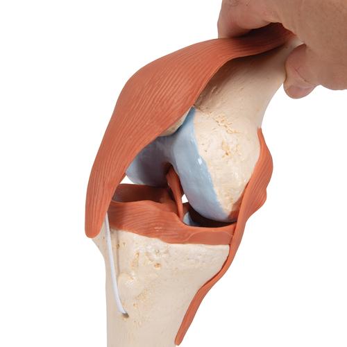 Humanes Kniegelenk Anatomiemodell mit Bändern für medizinische Studien 