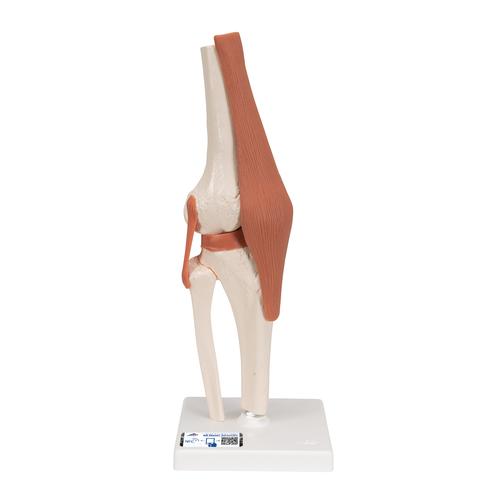 Funkcion&aacute;lis t&eacute;rd&iacute;z&uuml;let, 1000163 [A82], &Iacute;z&uuml;leti modellek