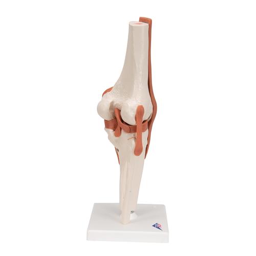 Functional Human Knee Joint Model with Ligaments - 3B Smart Anatomy, 1000163 [A82], Joint Models