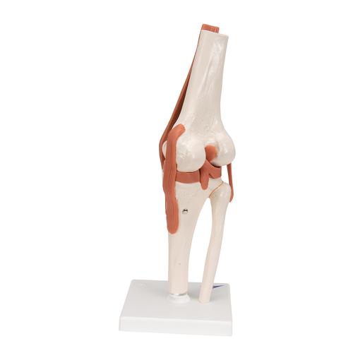 Junta funcional do joelho, 1000163 [A82], Modelo de articulações