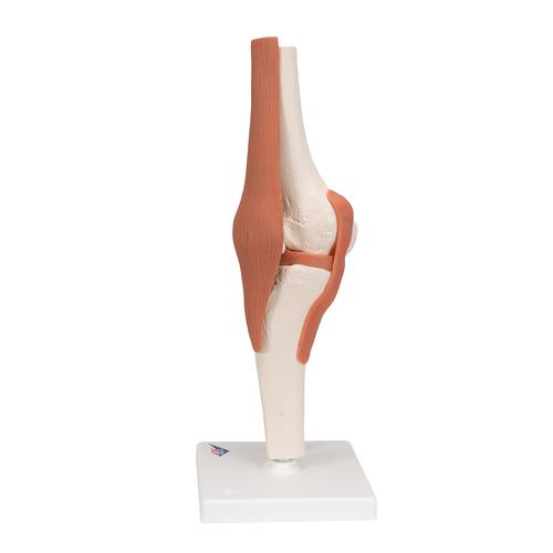 무릎 관절(슬관절) 모형 Functional Knee Joint - 3B Smart Anatomy, 1000163 [A82], 관절 모형
