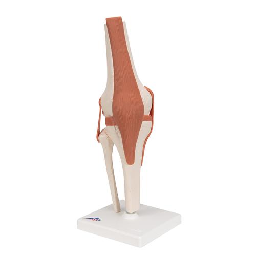 Funkcion&aacute;lis t&eacute;rd&iacute;z&uuml;let, 1000163 [A82], &Iacute;z&uuml;leti modellek