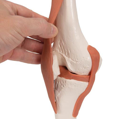 Функциональная модель коленного сустава - 3B Smart Anatomy, 1000163 [A82], Модели суставов, кисти и стопы человека
