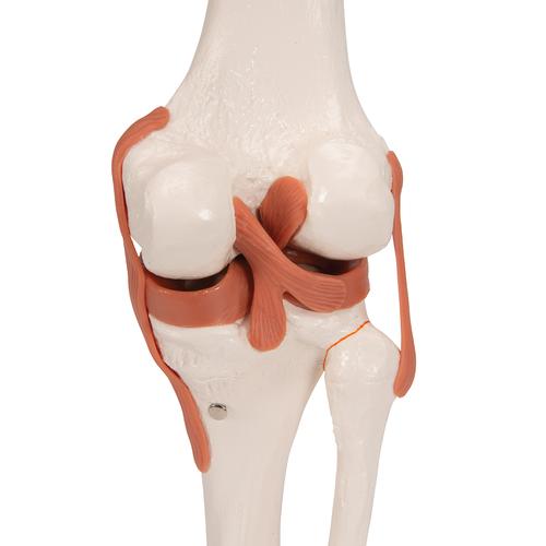 무릎 관절(슬관절) 모형 Functional Knee Joint - 3B Smart Anatomy, 1000163 [A82], 관절 모형