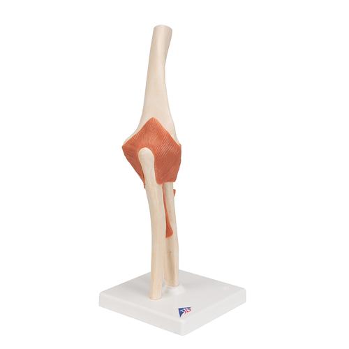 고급형 팔꿈치 관절(주관절) 모형
Deluxe Functional Elbow Joint Model - 3B Smart Anatomy, 1000166 [A83/1], 관절 모형