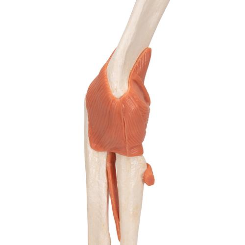 고급형 팔꿈치 관절(주관절) 모형
Deluxe Functional Elbow Joint Model - 3B Smart Anatomy, 1000166 [A83/1], 관절 모형