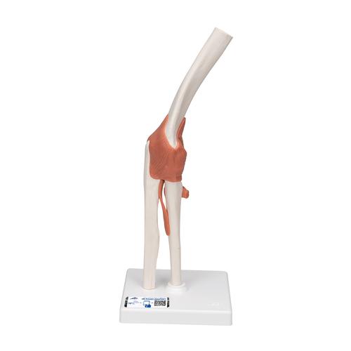 팔꿈치 관절(주관절)모형
Functional Elbow Joint - 3B Smart Anatomy, 1000165 [A83], 관절 모형