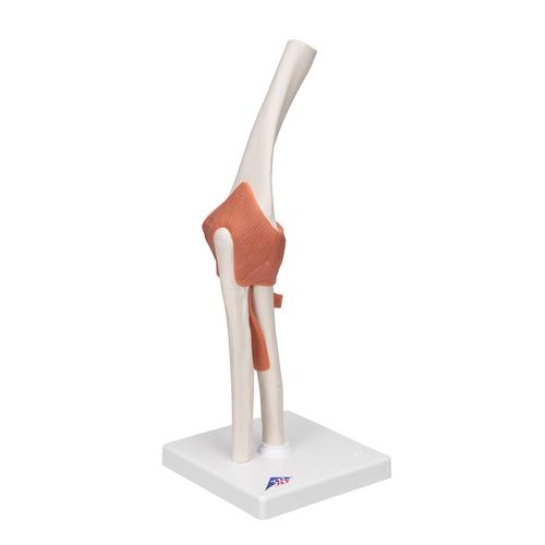 Funkcion&aacute;lis k&ouml;ny&ouml;k&iacute;z&uuml;let, 1000165 [A83], &Iacute;z&uuml;leti modellek
