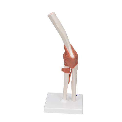 팔꿈치 관절(주관절)모형
Functional Elbow Joint - 3B Smart Anatomy, 1000165 [A83], 관절 모형