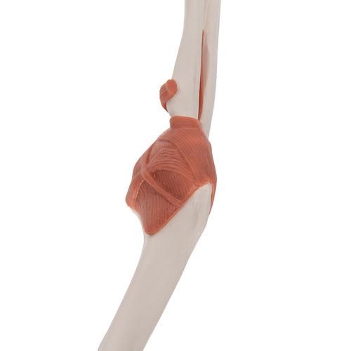 Functional Human Elbow Joint Model with Ligaments - 3B Smart Anatomy, 1000165 [A83], Joint Models