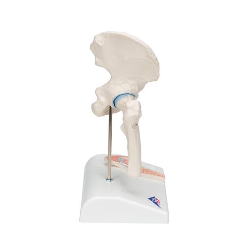 Mini-articulation de la hanche avec coupe transversale, sur socle - 3B Smart Anatomy, 1000168 [A84/1], Modèles d'articulations