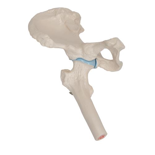 Mini-articulación de la cadera con corte transversal, sobre una base - 3B Smart Anatomy, 1000168 [A84/1], Modelos de Articulaciones