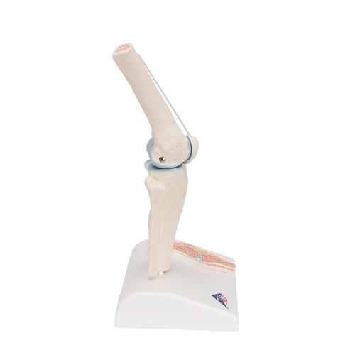 Mini articolazione del ginocchio con sezione trasversale, su base - 3B Smart Anatomy, 1000170 [A85/1], Modelli delle Articolazioni