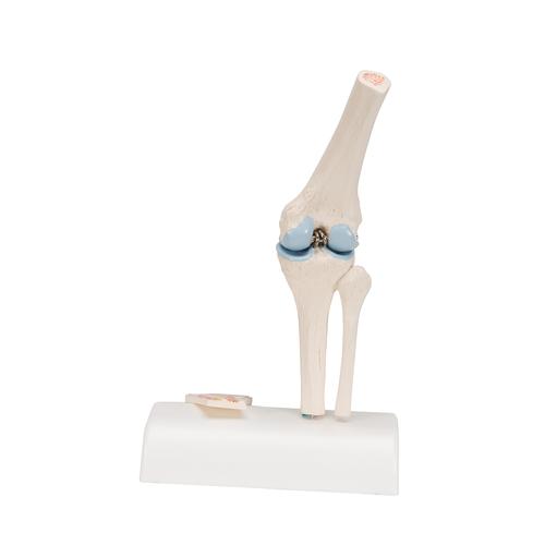 Mini Human Knee Joint Model with Cross Section - 3B Smart Anatomy, 1000170 [A85/1], Joint Models