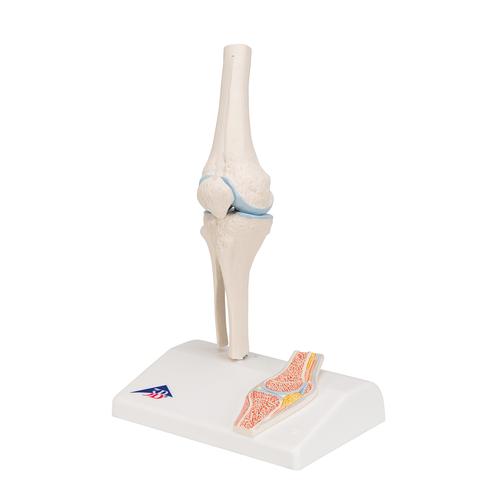 Mini-articulación de la rodilla con corte transversal, sobre base - 3B Smart Anatomy, 1000170 [A85/1], Modelos de Articulaciones