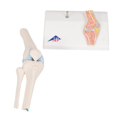 관절 단면이 포함된 소형(미니) 무릎 관절(슬관절) 모형 Mini Human Knee Joint Model with Cross Section - 3B Smart Anatomy, 1000170 [A85/1], 관절 모형