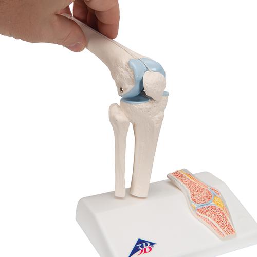Mini-articulación de la rodilla con corte transversal, sobre base - 3B Smart Anatomy, 1000170 [A85/1], Modelos de Articulaciones