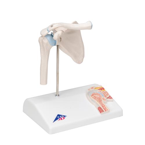 Mini junta de ombro, com corte longitudinal, em base, 1000172 [A86/1], Modelo de articula&ccedil;&otilde;es