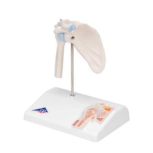 Mini junta de ombro, com corte longitudinal, em base, 1000172 [A86/1], Modelo de articula&ccedil;&otilde;es