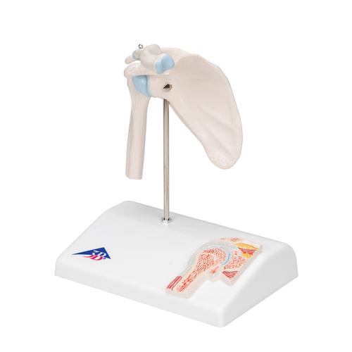 Мини-модель плечевого сустава, с поперечным сечением - 3B Smart Anatomy, 1000172 [A86/1], Модели суставов, кисти и стопы человека