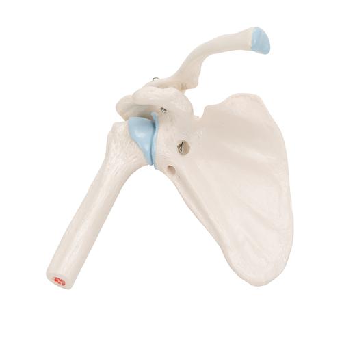 관절 단면이 포함된 소형(미니) 어깨관절(견관절) 모형 Mini Human Shoulder Joint Model with Coss Section - 3B Smart Anatomy, 1000172 [A86/1], 관절 모형