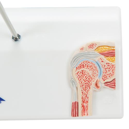 Mini articolazione della spalla con sezione trasversale, su base - 3B Smart Anatomy, 1000172 [A86/1], Modelli delle Articolazioni