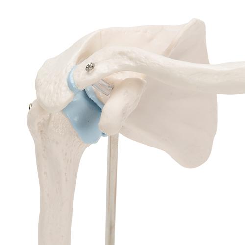 Articulation miniature de l’épaule avec coupe transversale, sur socle - 3B Smart Anatomy, 1000172 [A86/1], Modèles d'articulations