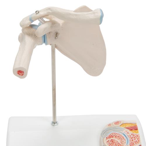 Articulation miniature de l’épaule avec coupe transversale, sur socle - 3B Smart Anatomy, 1000172 [A86/1], Modèles d'articulations