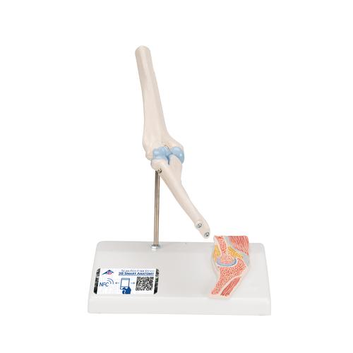 Мини-модель локтевого сустава, с поперечным сечением - 3B Smart Anatomy, 1000174 [A87/1], Модели суставов, кисти и стопы человека