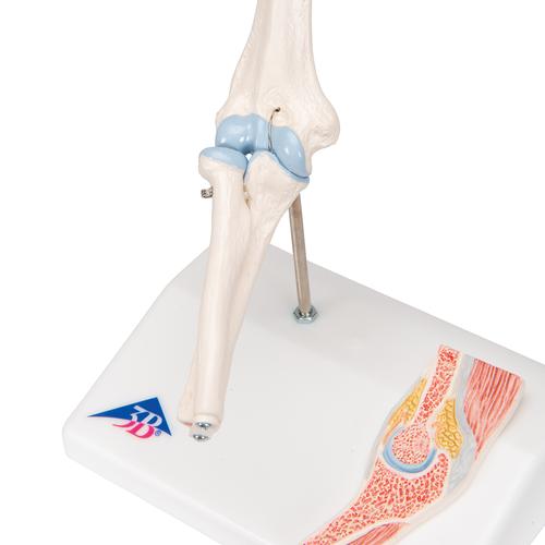 Мини-модель локтевого сустава, с поперечным сечением - 3B Smart Anatomy, 1000174 [A87/1], Модели суставов, кисти и стопы человека