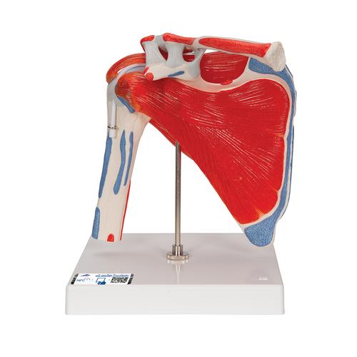 견관절모형(회전근 부착), 5 파트 Shoulder Joint with Rotator Cuff 5 part - 3B Smart Anatomy, 1000176 [A880], 관절 모형