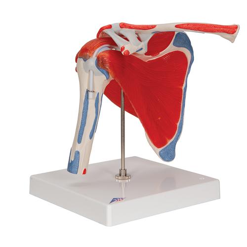Модель плечевого сустава - 3B Smart Anatomy, 1000176 [A880], Модели суставов, кисти и стопы человека