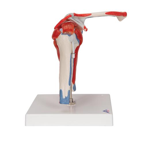 Human Shoulder Joint Model with Rotator Cuff & 4 Removable Muscles, 5 part - 3B Smart Anatomy, 1000176 [A880], Joint Models