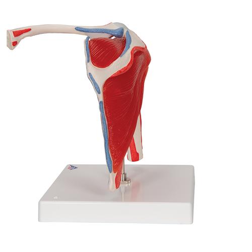 회전근 포함 어깨 관절 모형 Shoulder Joint with Rotator Cuff 5 part - 3B Smart Anatomy, 1000176 [A880], 근육 모델