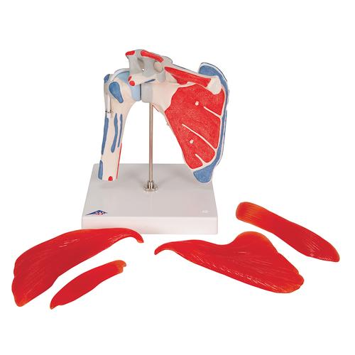 Human Shoulder Joint Model with Rotator Cuff & 4 Removable Muscles, 5 part - 3B Smart Anatomy, 1000176 [A880], Joint Models