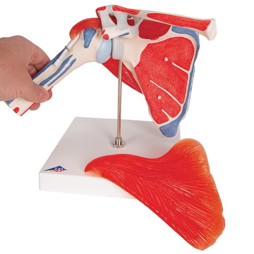 회전근 포함 어깨 관절 모형 Shoulder Joint with Rotator Cuff 5 part - 3B Smart Anatomy, 1000176 [A880], 근육 모델