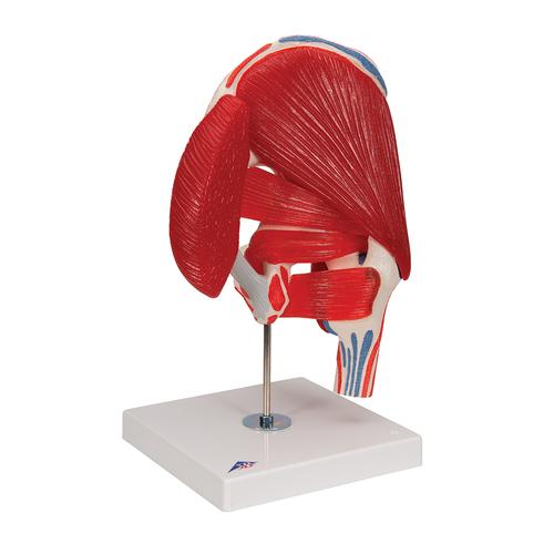 엉덩이관절 (고관절) 근육 모형 7파트 분리 Hip Joint with Removable Muscles, 7 part - 3B Smart Anatomy, 1000177 [A881], 근육 모델
