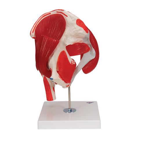 Human Hip Joint Model with Removable Muscles, 7 part - 3B Smart Anatomy, 1000177 [A881], Joint Models