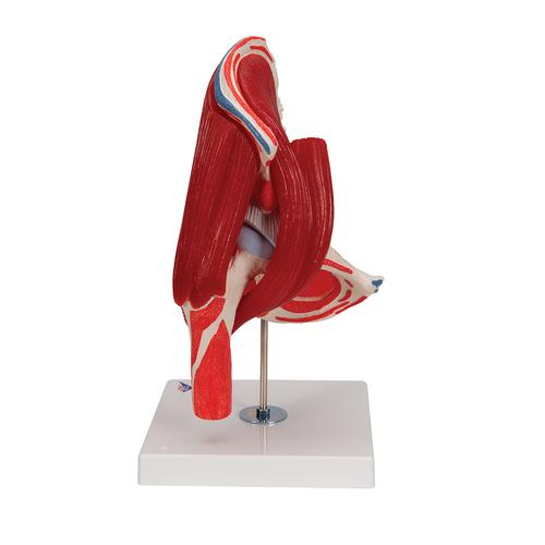 Articolazione dell'anca, 7 pezzi - 3B Smart Anatomy, 1000177 [A881], Modelli di Muscolatura