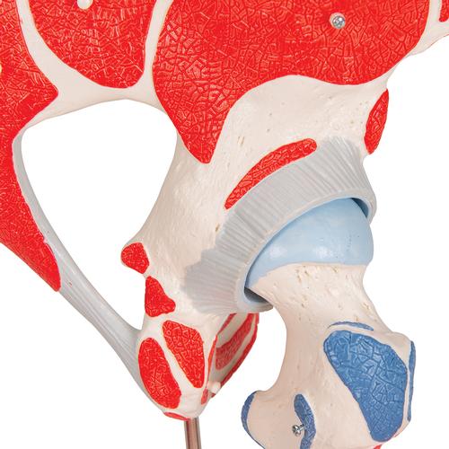 Articolazione dell'anca, 7 pezzi - 3B Smart Anatomy, 1000177 [A881], Modelli di Muscolatura