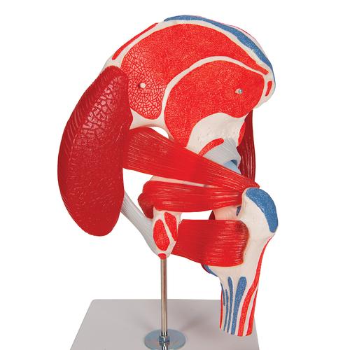 Модель тазобедренного сустава, 7 частей - 3B Smart Anatomy, 1000177 [A881], Модели мускулатуры человека и фигуры с мышцами